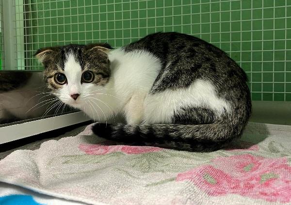 LILI'  GATTINA  Foto 3